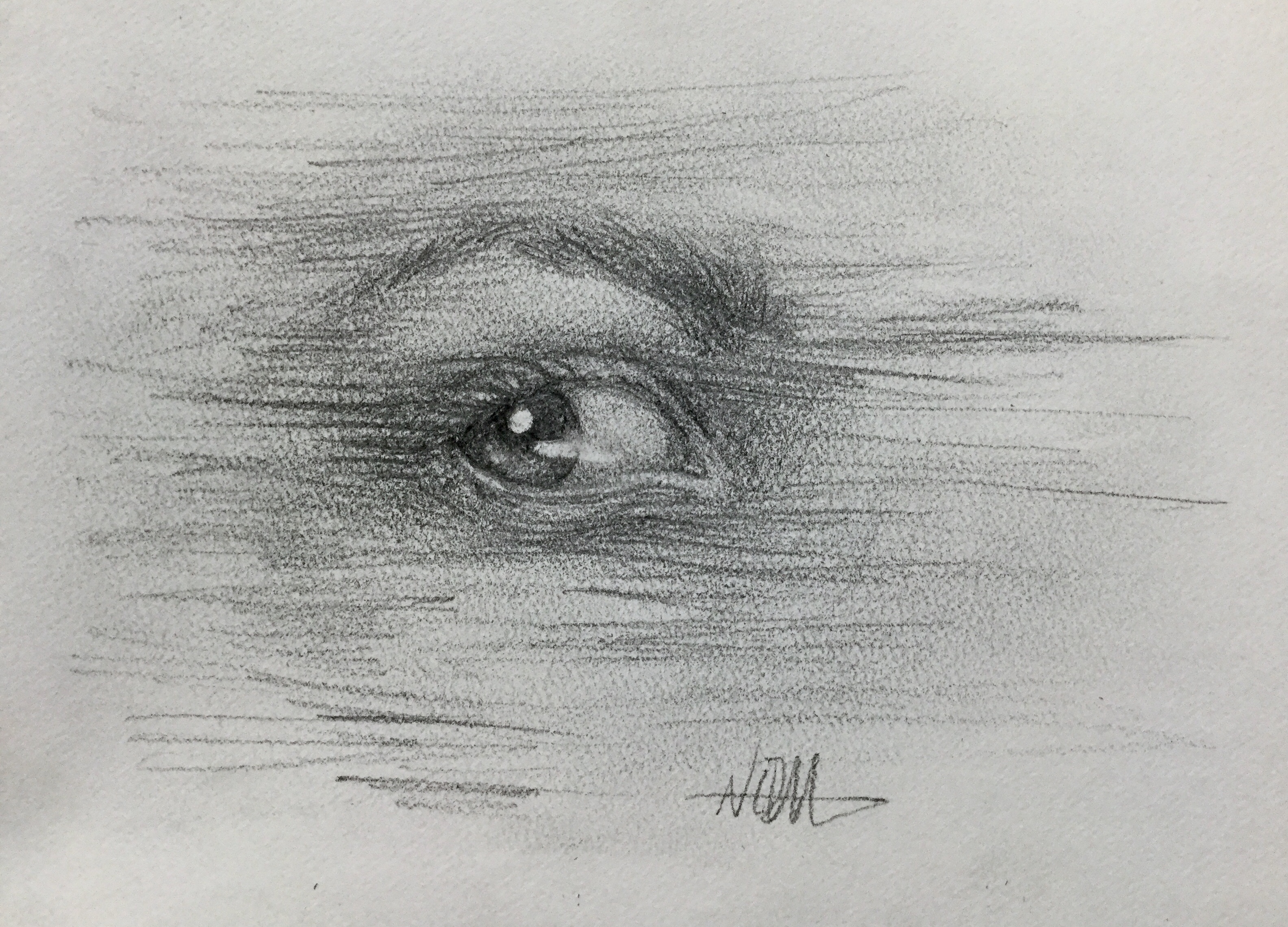 Graphite drawing of an eye looking to the left with the eyelashes turning into lines that create shading around the eye